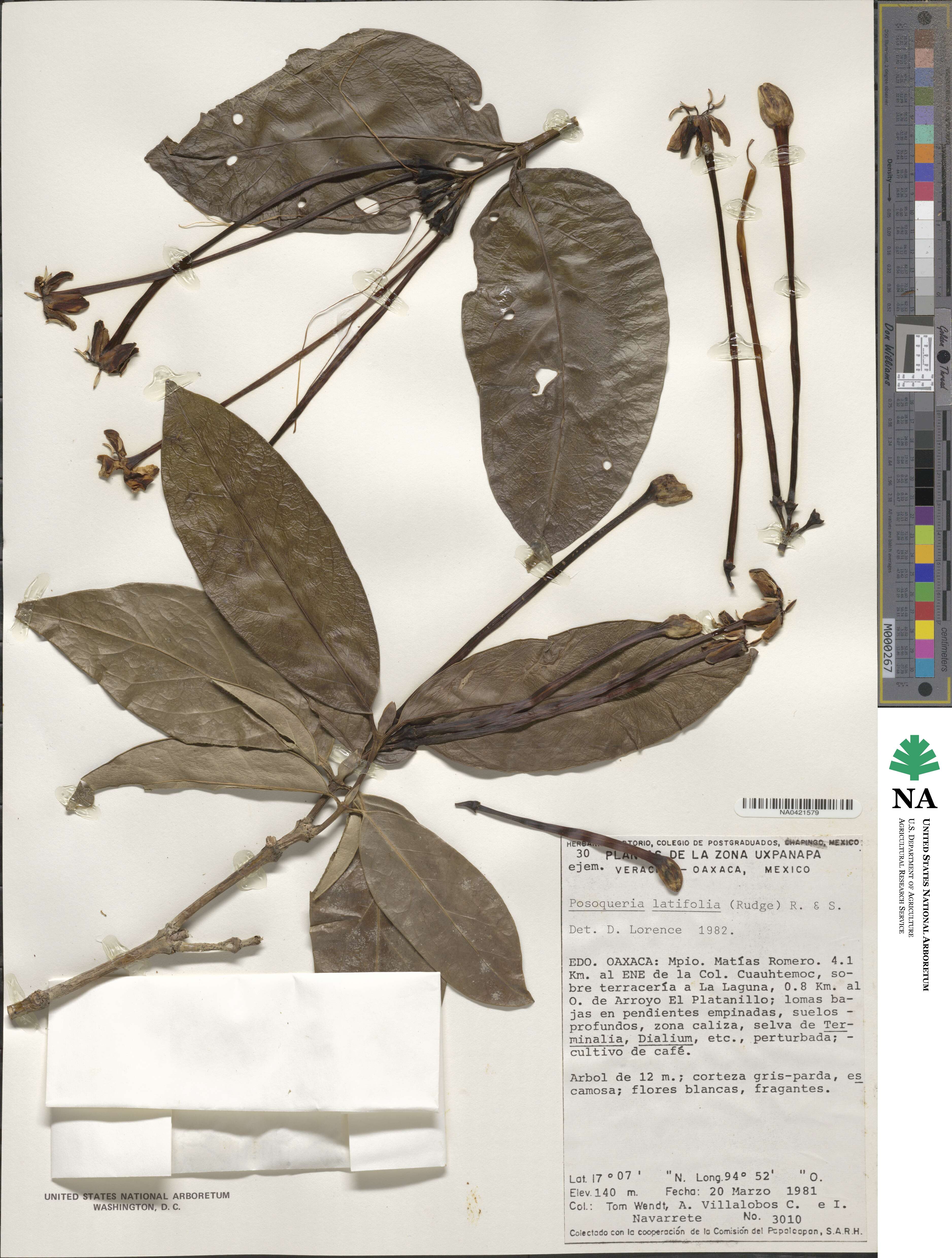 Posoqueria latifolia image