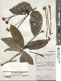 Posoqueria latifolia image