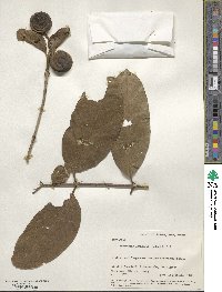 Posoqueria latifolia image