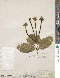 Posoqueria longiflora image