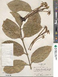 Posoqueria latifolia image