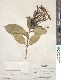 Posoqueria latifolia image