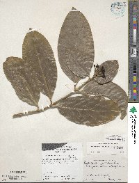 Posoqueria latifolia image