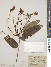 Posoqueria longiflora image