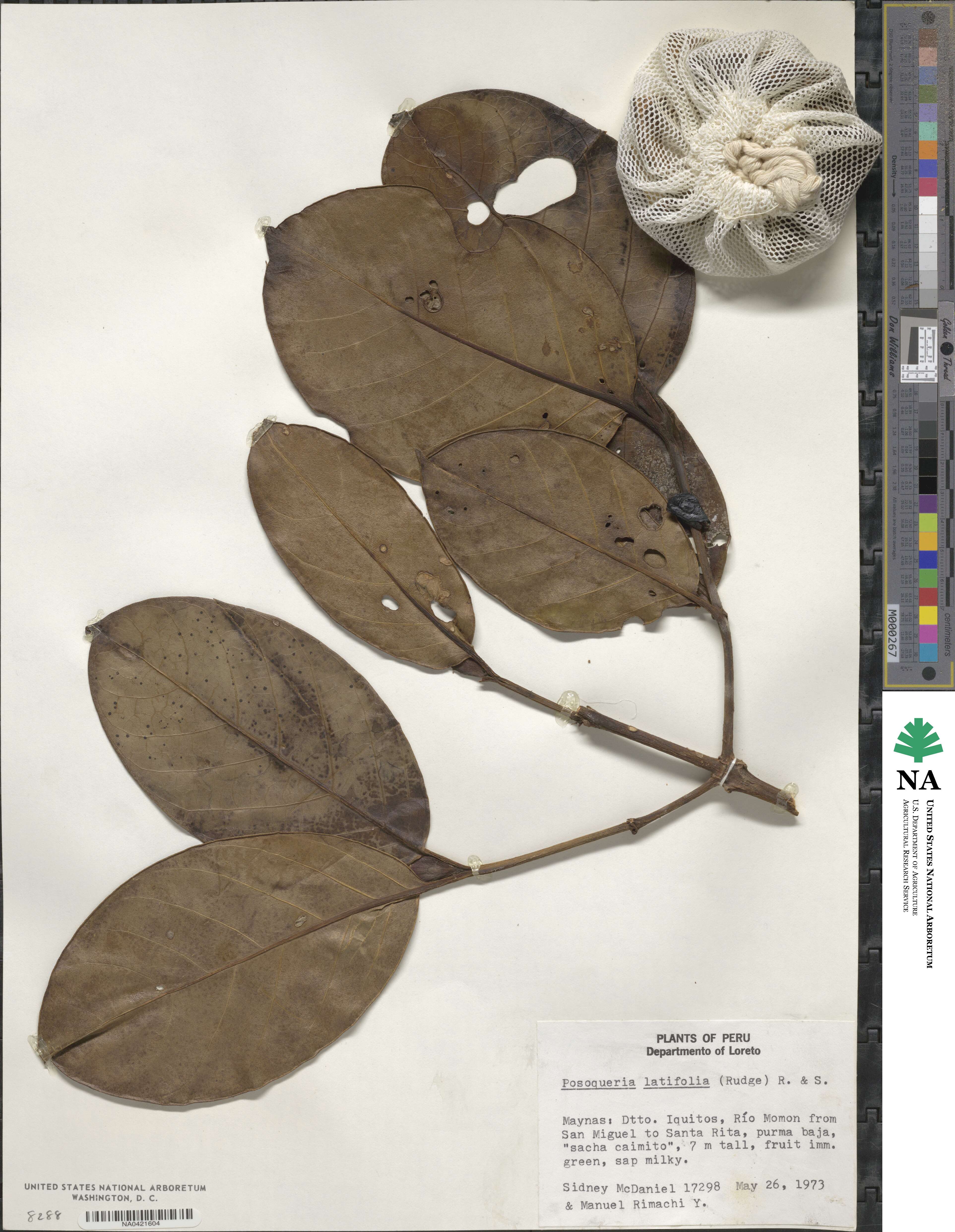 Posoqueria latifolia image