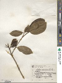 Posoqueria latifolia image