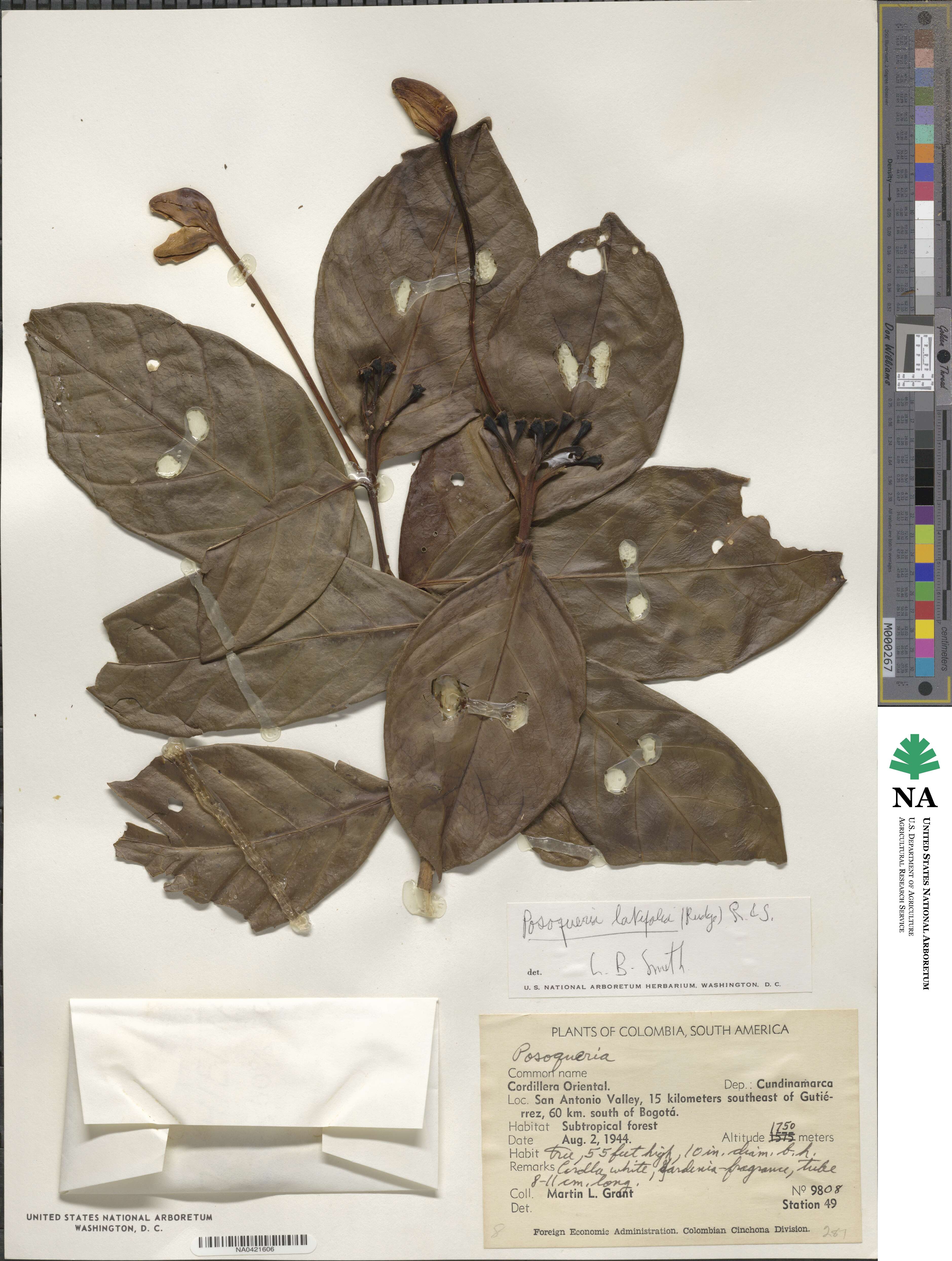 Posoqueria latifolia image