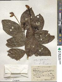 Posoqueria latifolia image