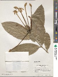 Image of Posoqueria multiflora