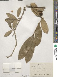 Posoqueria latifolia image