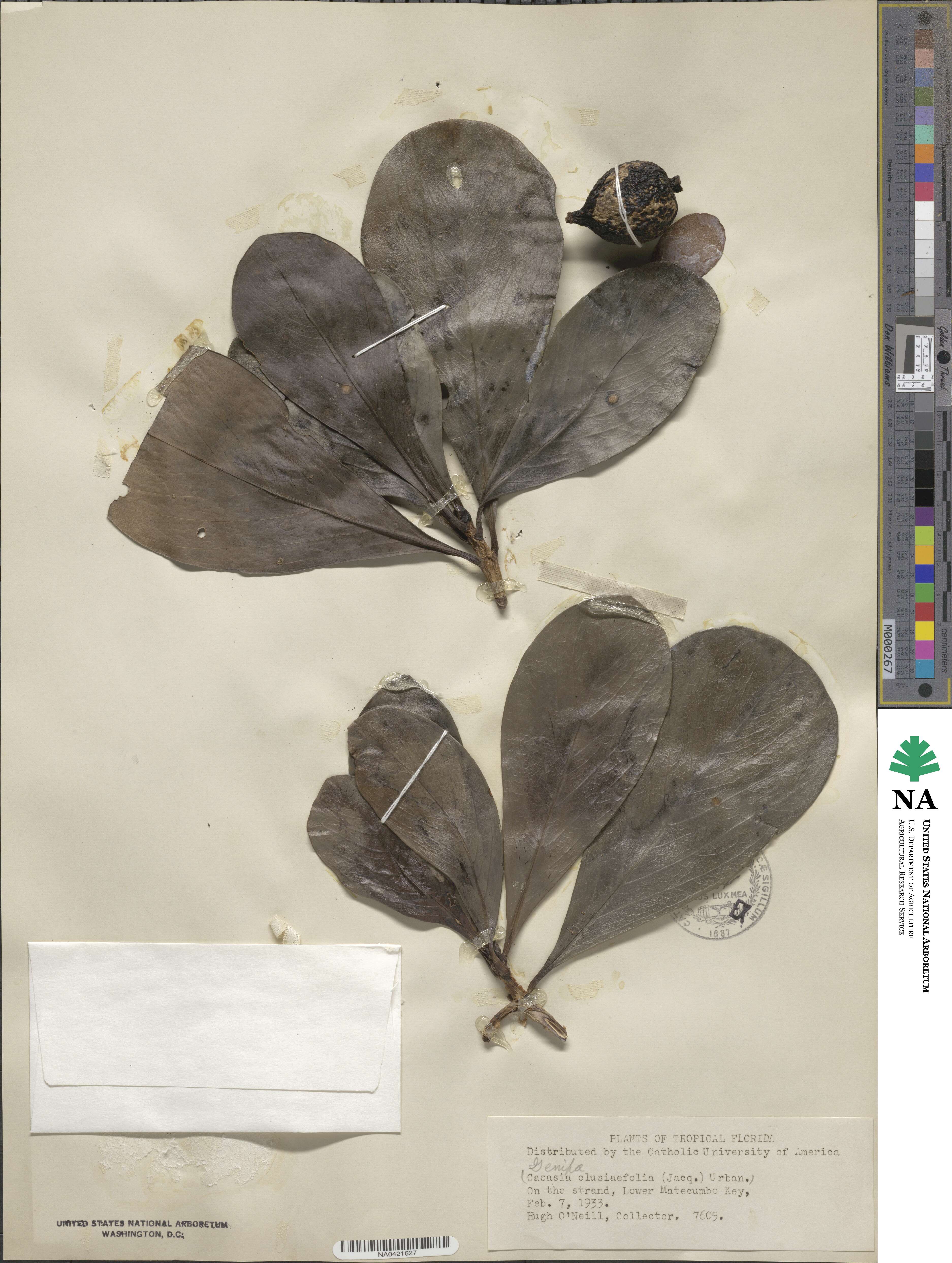 Casasia clusiifolia image