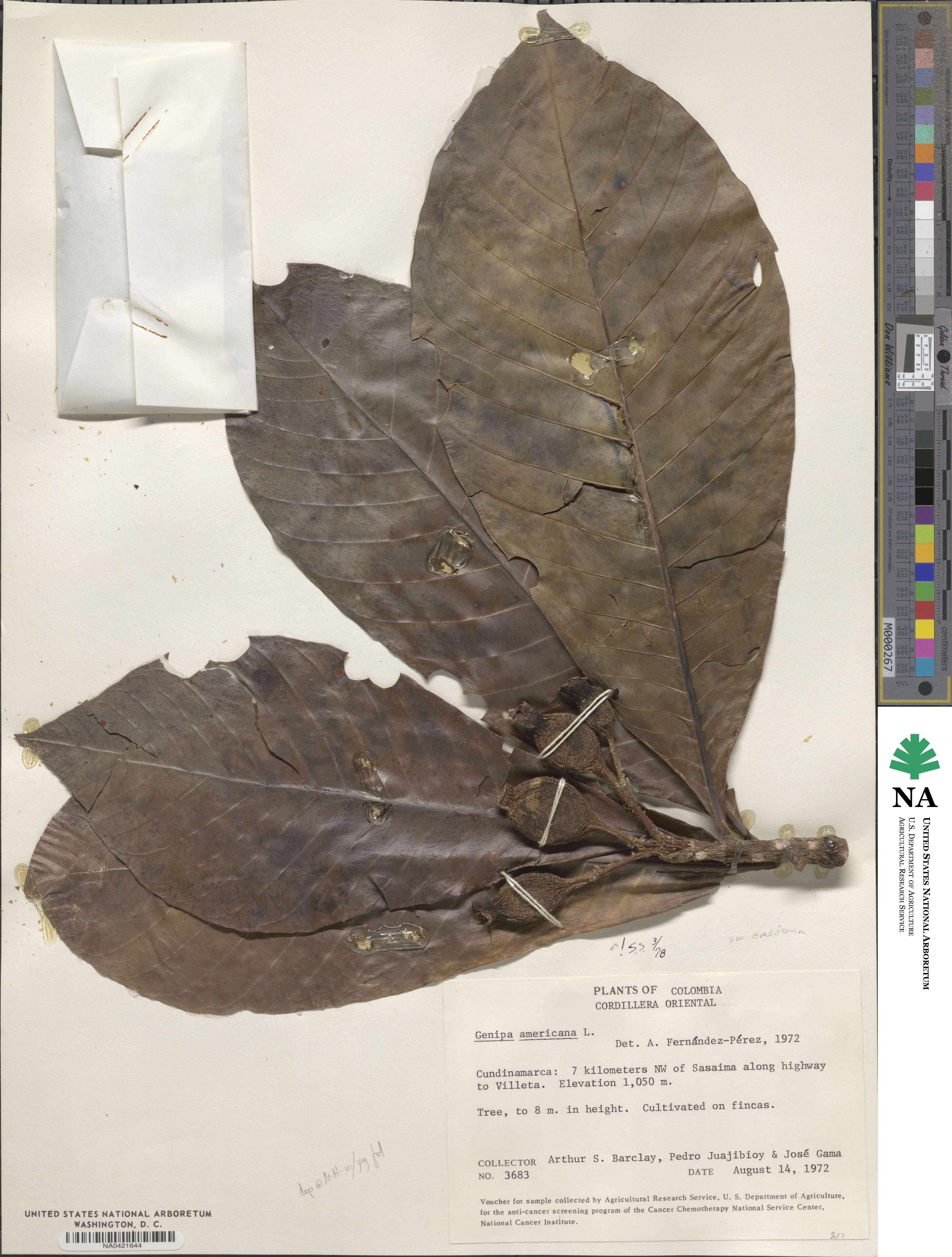 Genipa americana image