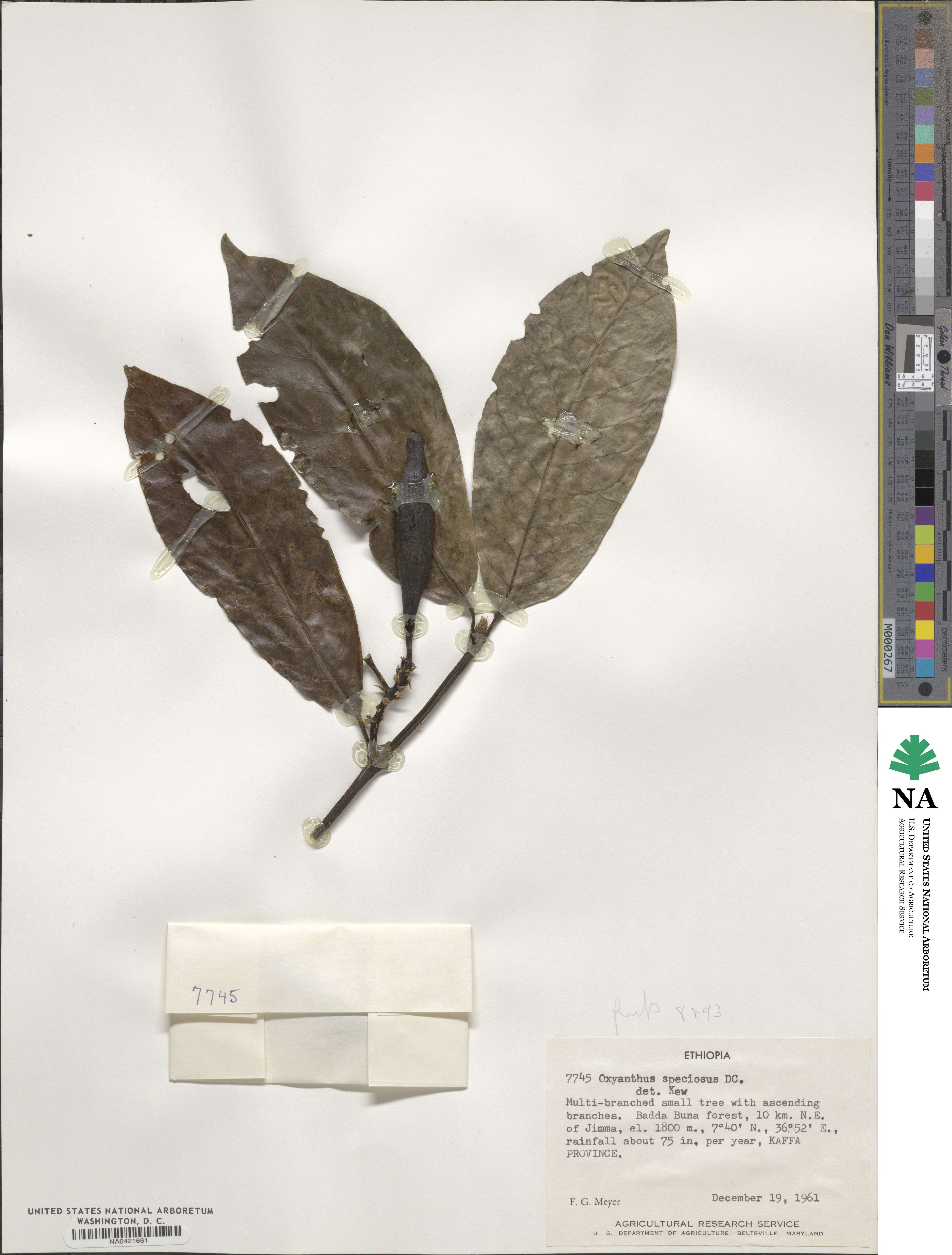 Oxyanthus speciosus image