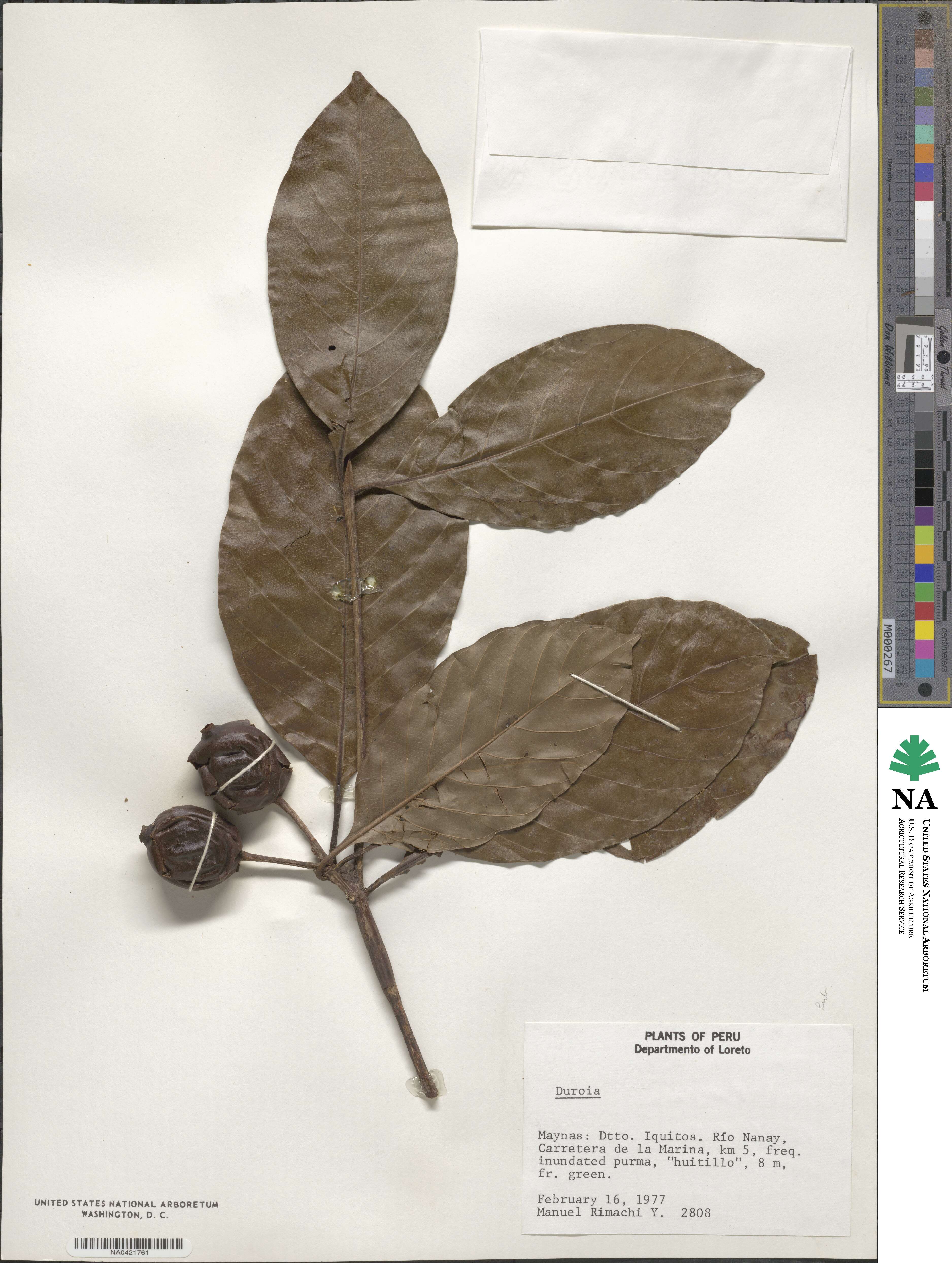 Duroia image