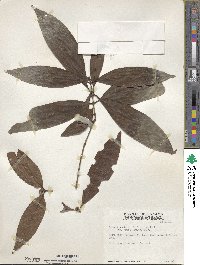 Alibertia edulis image