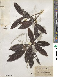 Alibertia edulis image