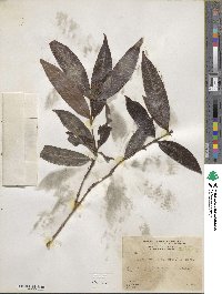 Alibertia edulis image