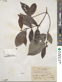 Alibertia edulis image