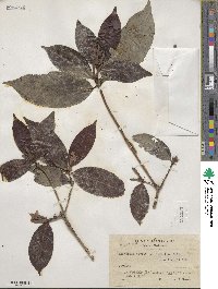 Alibertia edulis image