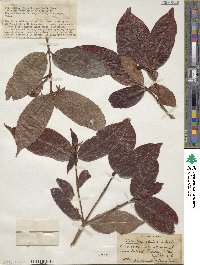 Alibertia edulis image