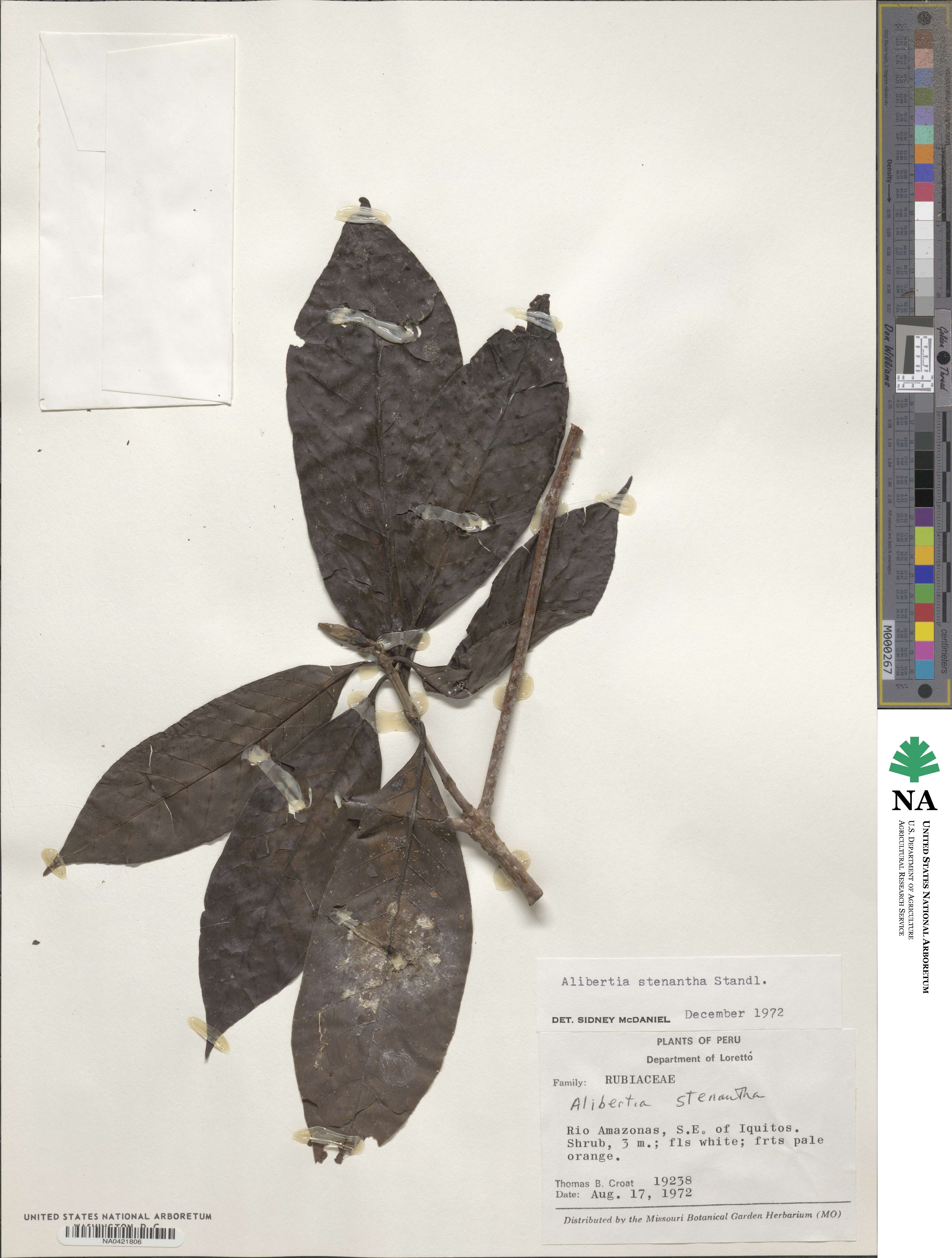 Alibertia bertierifolia image