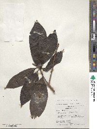 Image of Alibertia bertierifolia