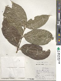 Alibertia bertierifolia image