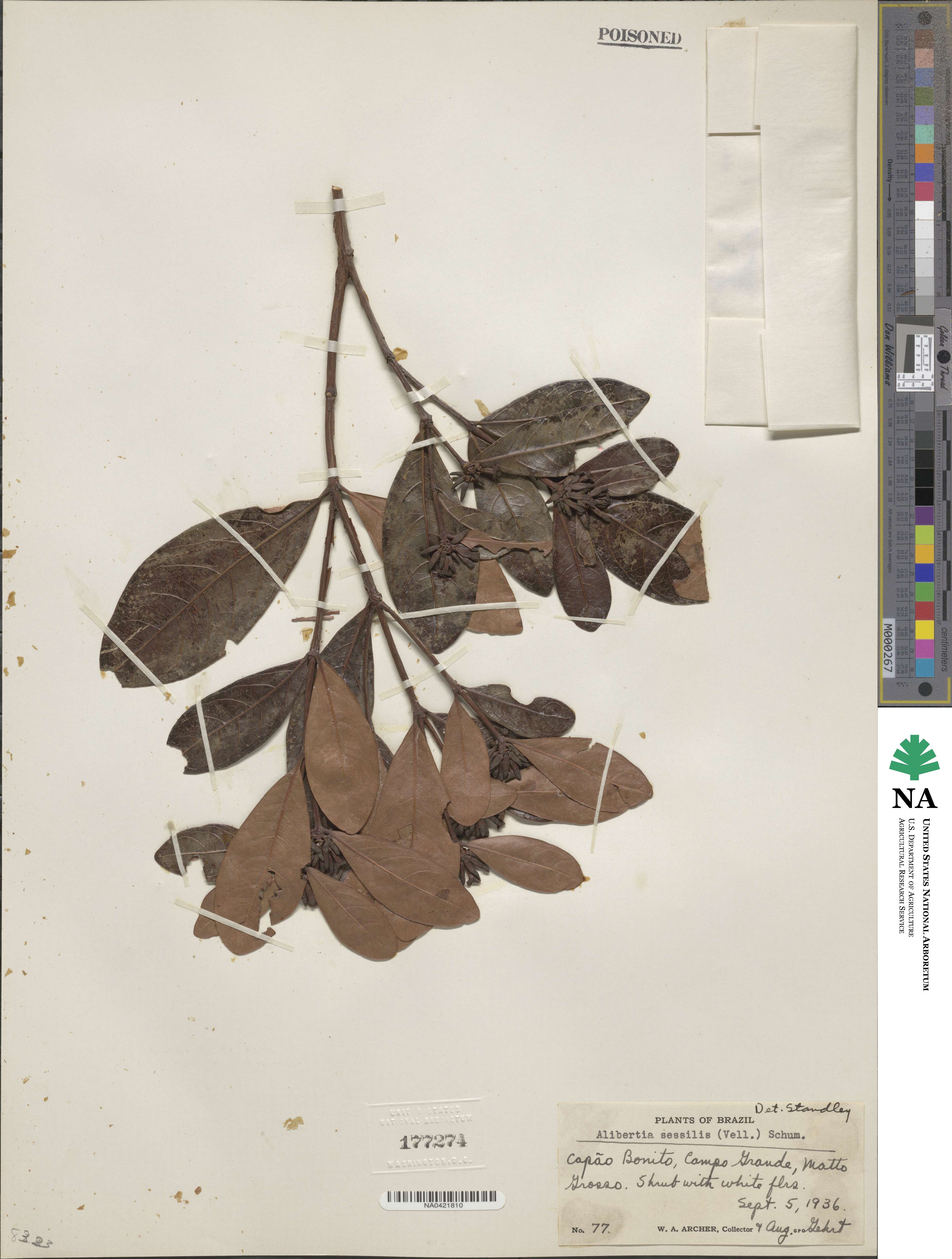 Cordiera sessilis image