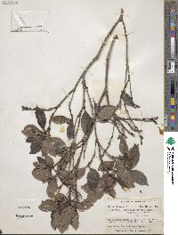 Image of Alibertia latifolia