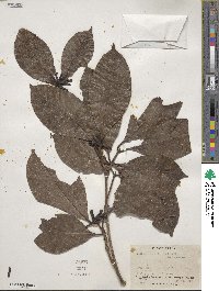 Alibertia curviflora image