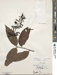 Bertiera parviflora image