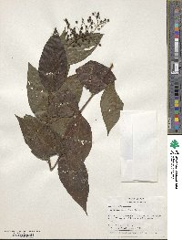 Bertiera parviflora image