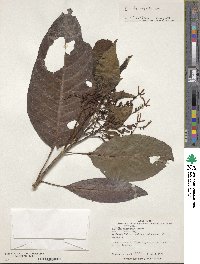 Hamelia magnifolia image