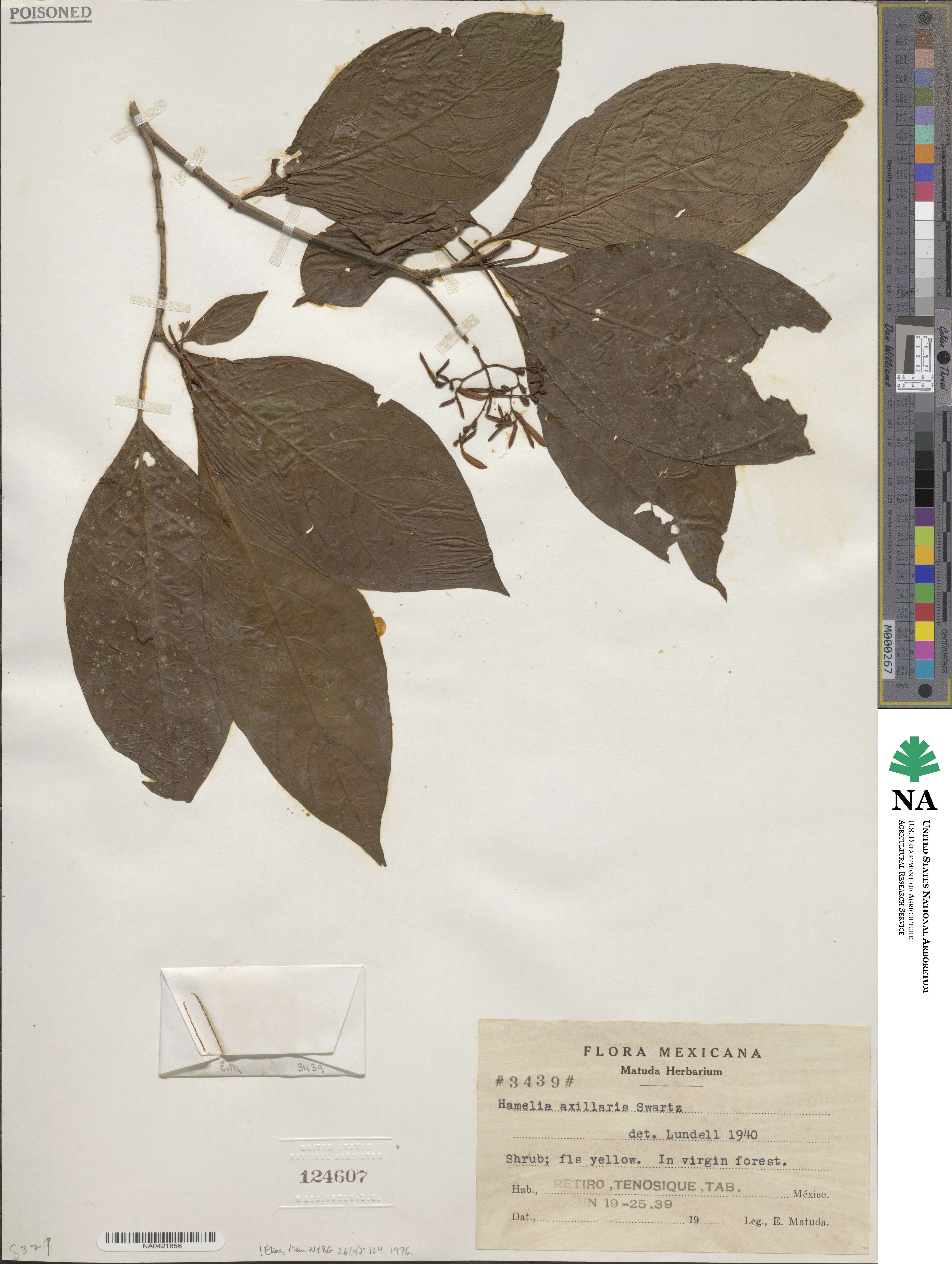 Hamelia axillaris image
