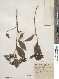 Hamelia rostrata image