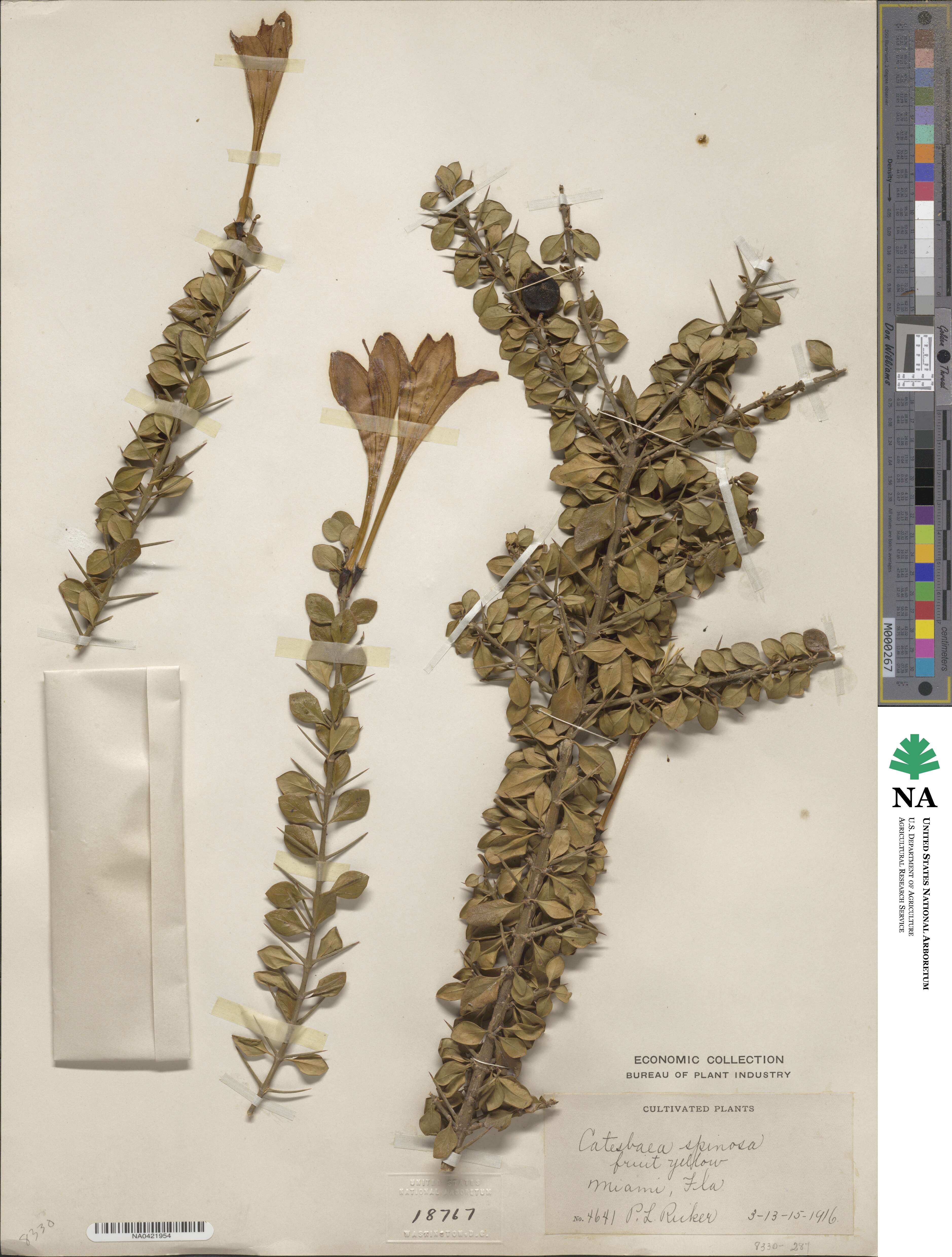 Catesbaea spinosa image