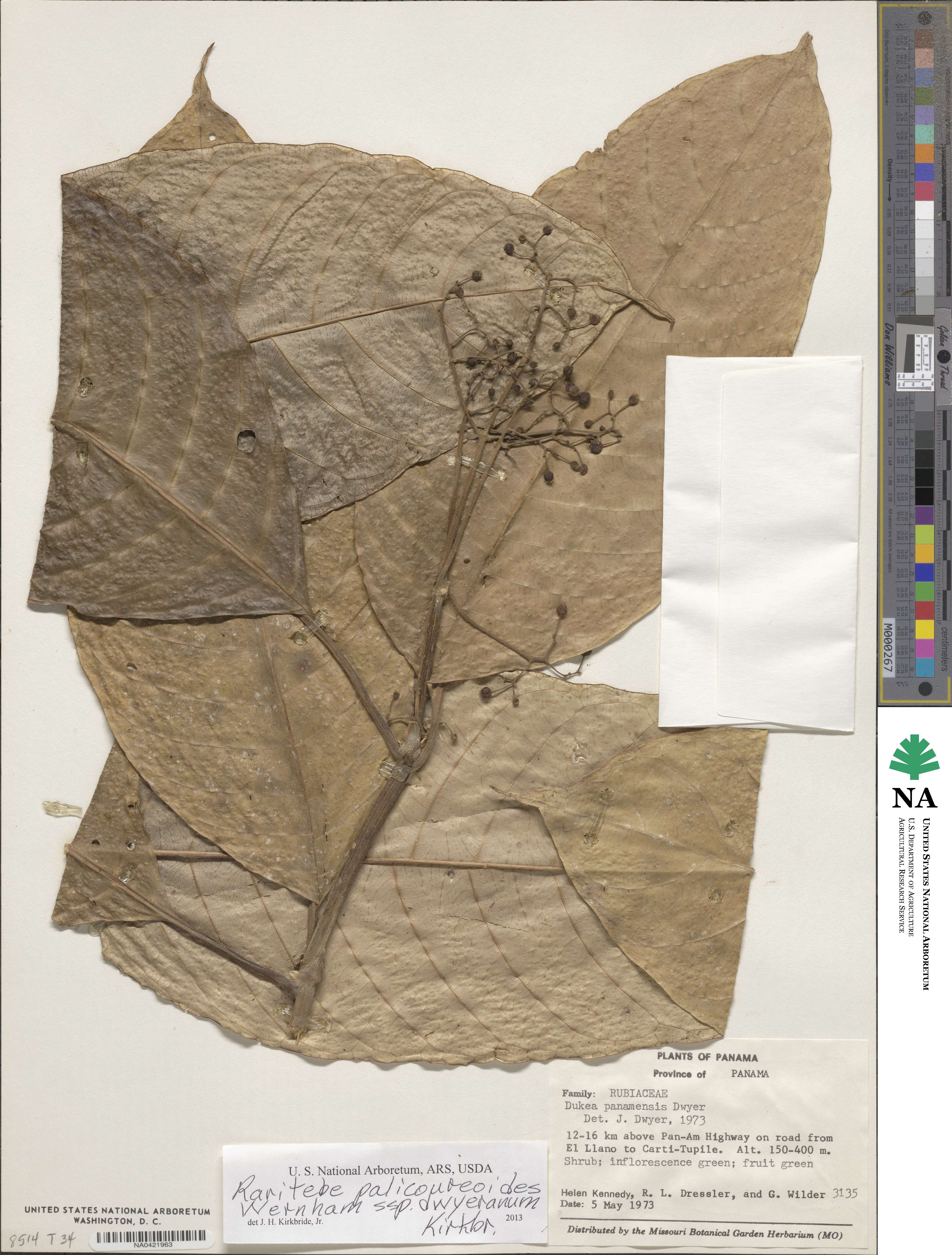 Raritebe palicoureoides image