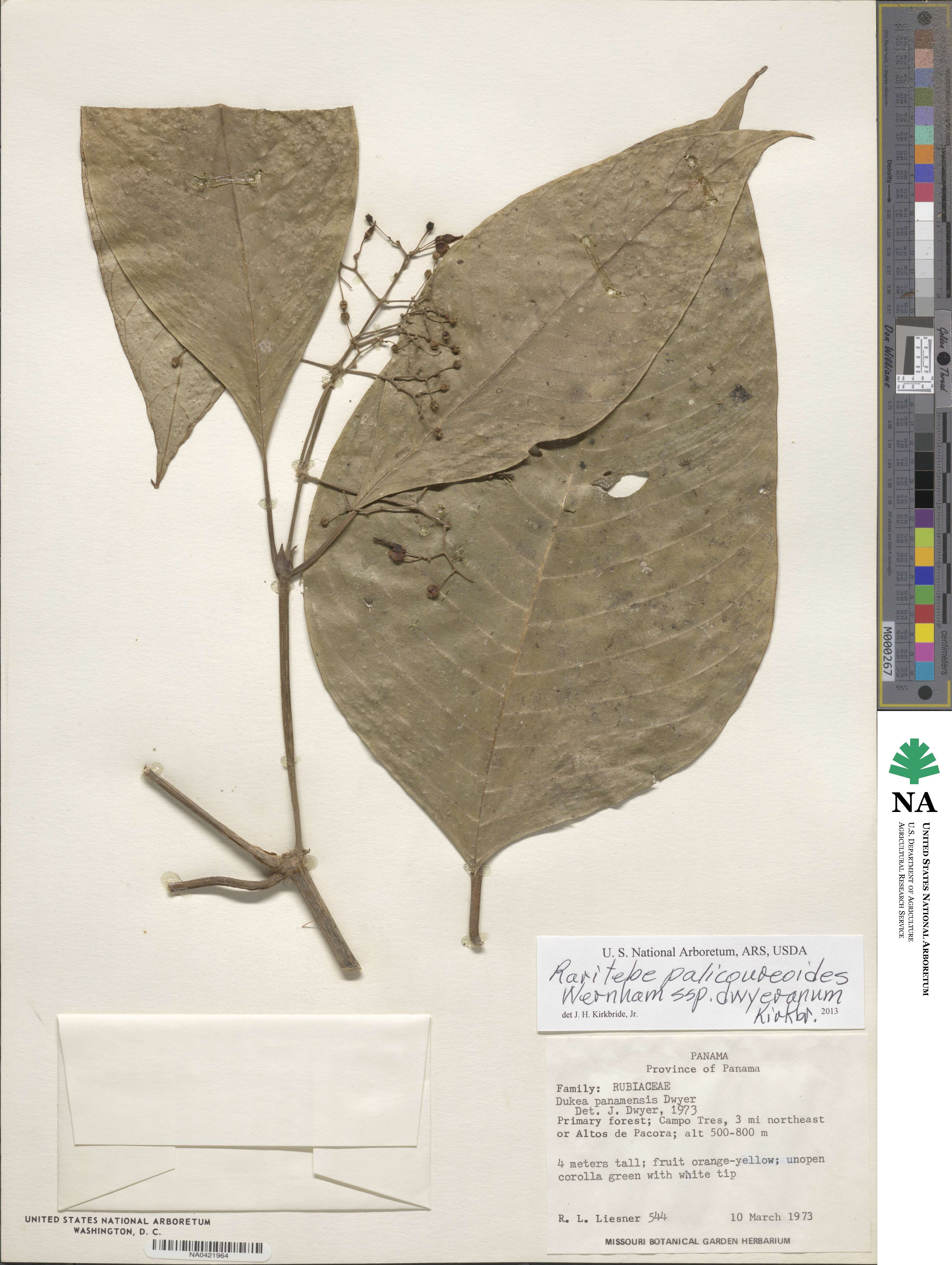 Raritebe palicoureoides image