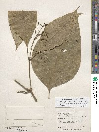 Raritebe palicoureoides image