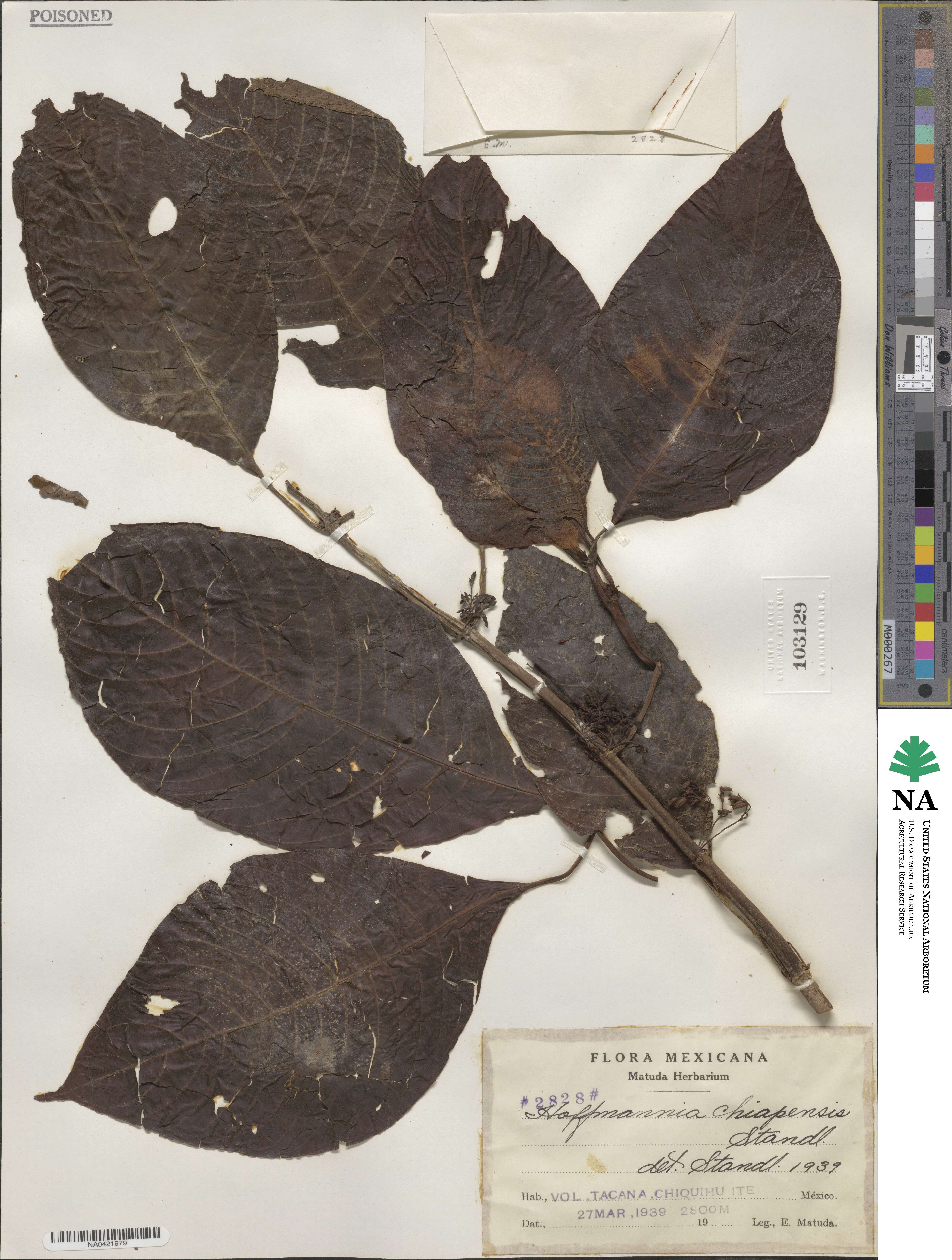 Hoffmannia psychotriifolia image