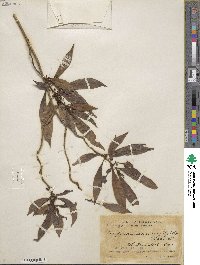 Hoffmannia psychotriifolia image