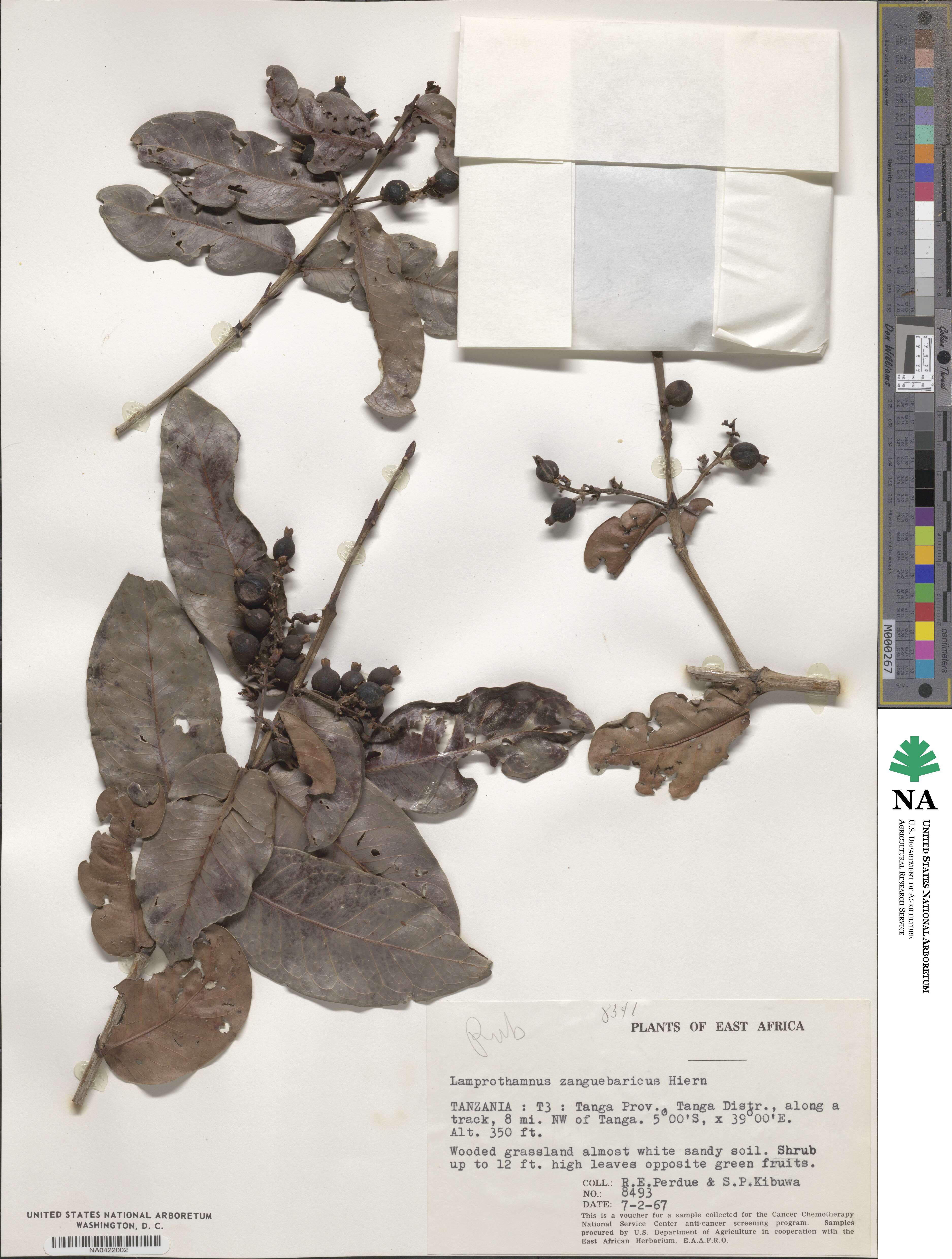 Lamprothamnus zanguebaricus image