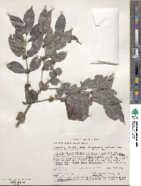 Cremaspora triflora image