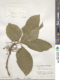 Vangueria madagascariensis image