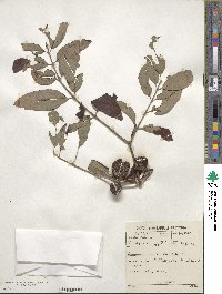 Vangueria randii subsp. chartacea image