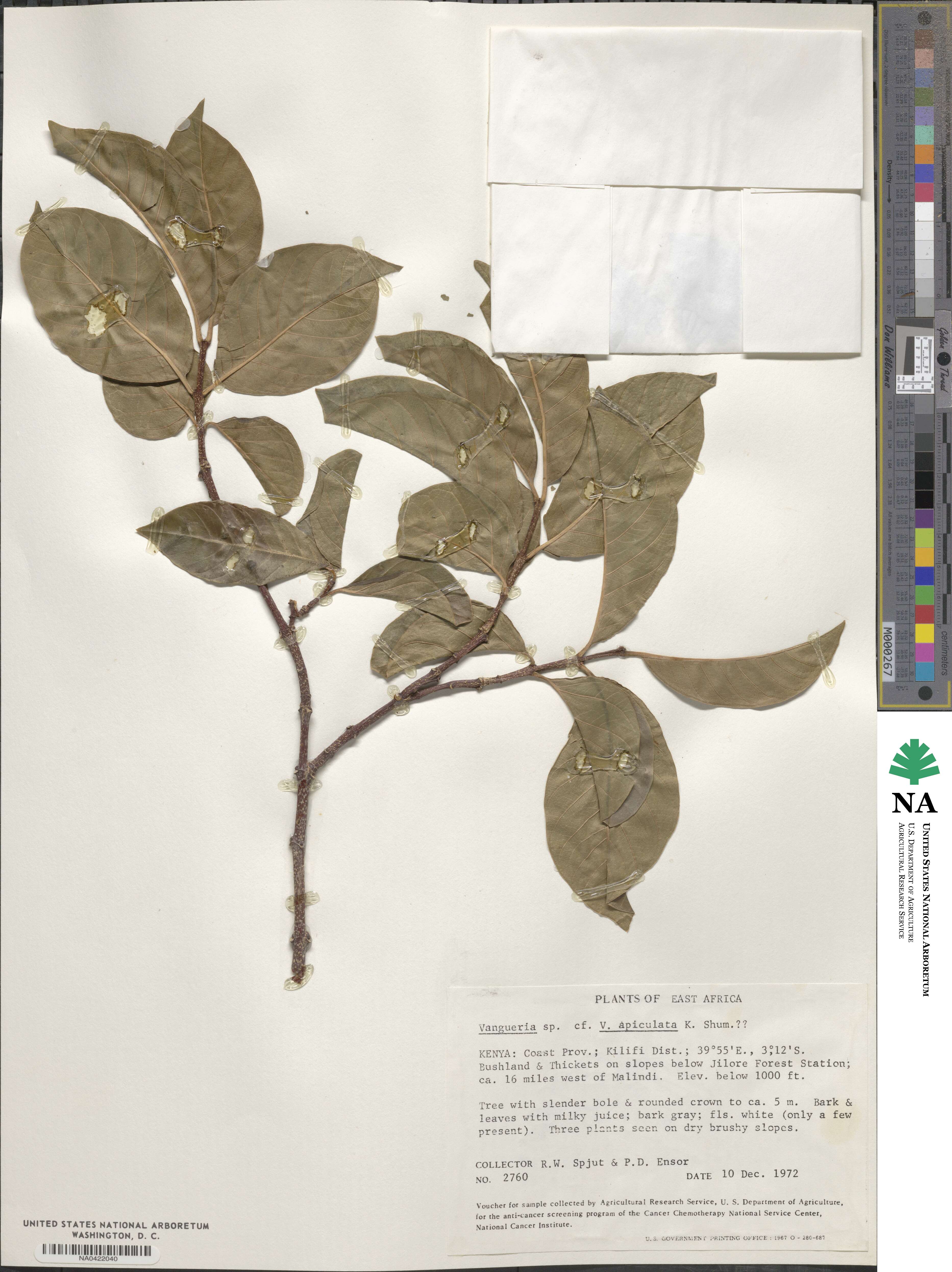 Vangueria apiculata image