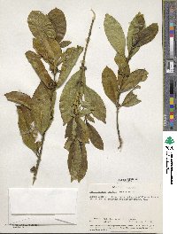 Craterispermum laurinum image