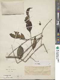 Image of Dibridsonia conferta