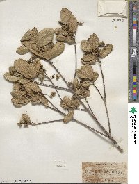 Guettarda scabra image