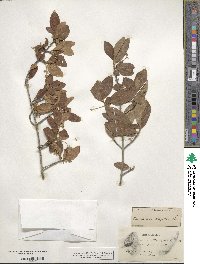 Guettarda elliptica image